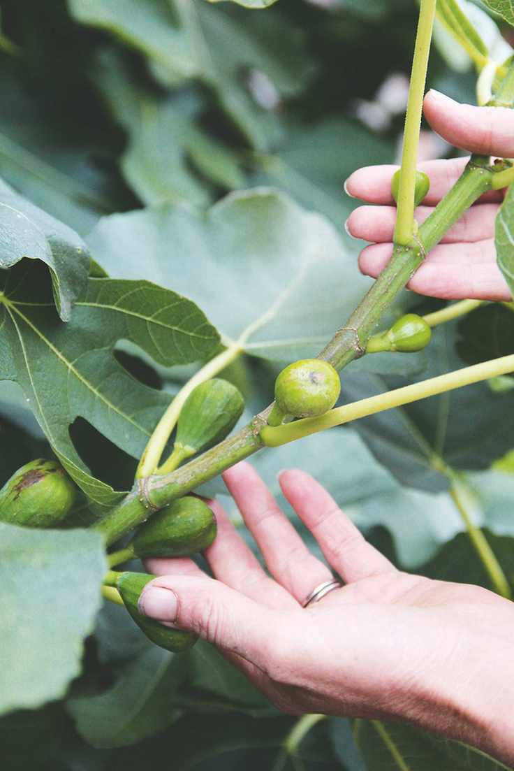 figs growing on fig tree