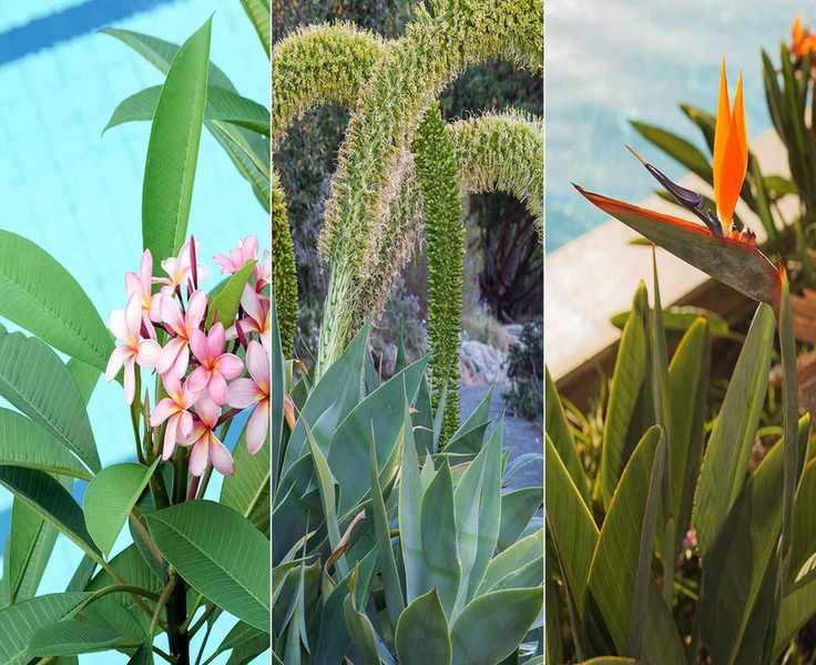 10 Best Plants for Around a Pool to Create a Private Backyard Oasis