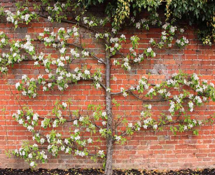 Espalier apple tree