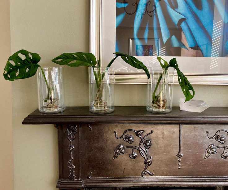 monstera cuttings rooting in water