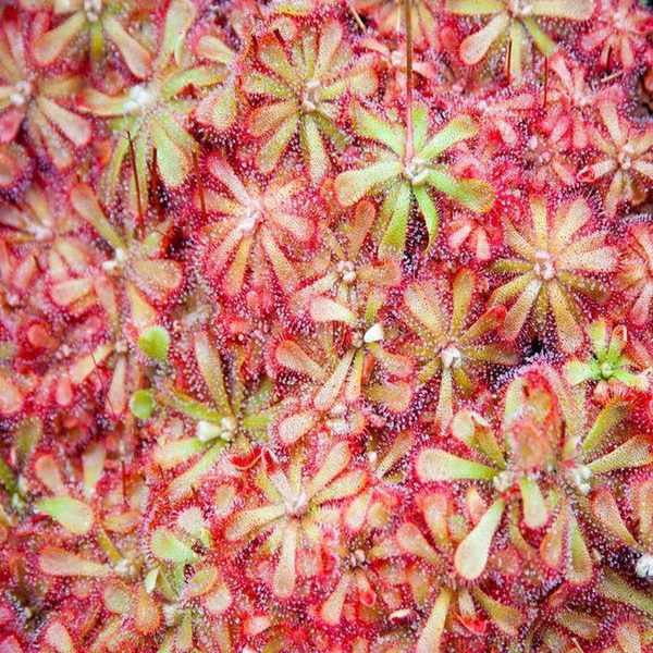 sundew plants