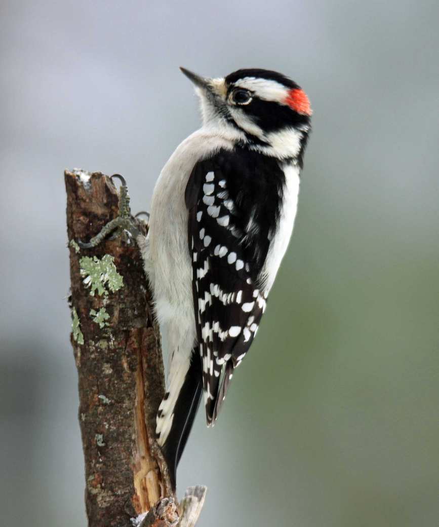 downy woodpecker