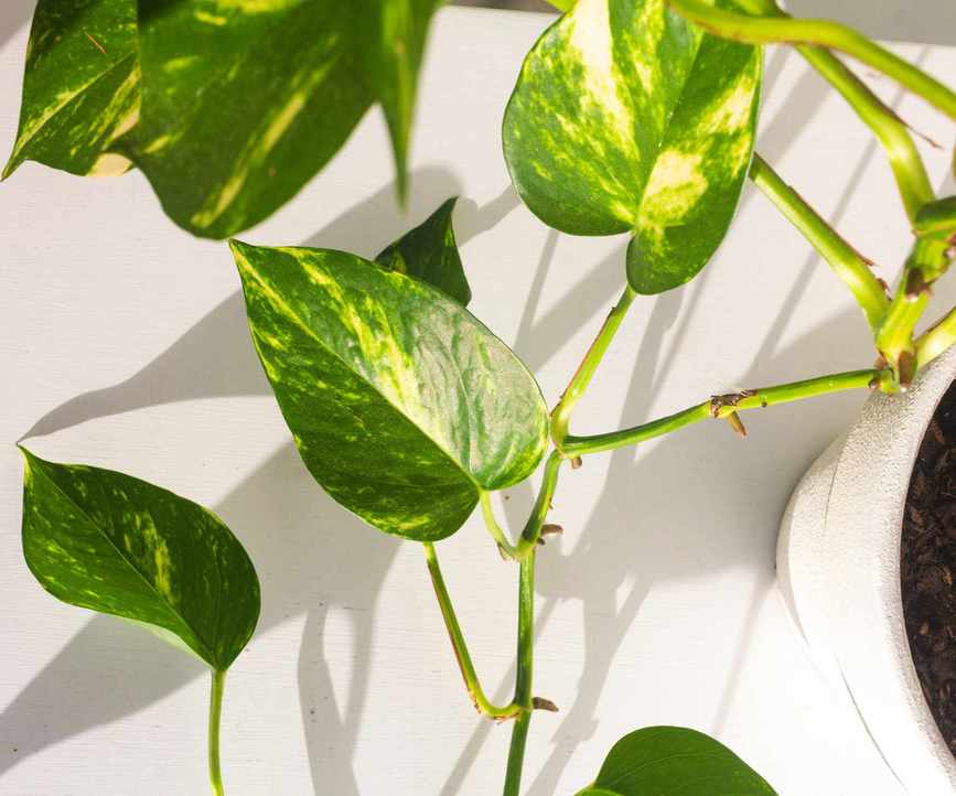 Close up devil's ivy leaves