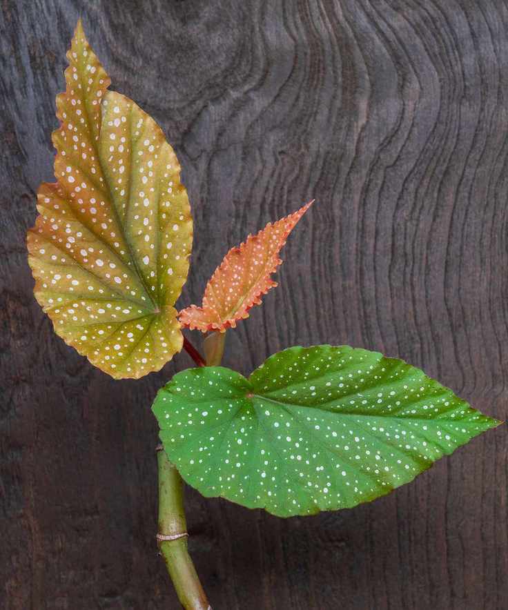 Young angel wing begonia
