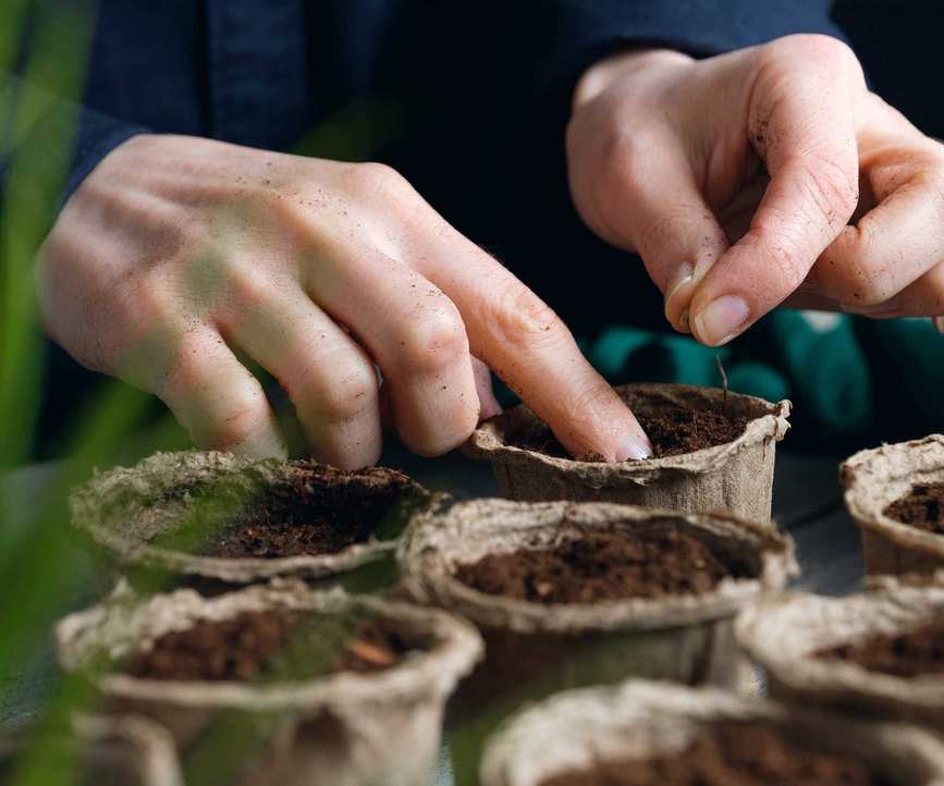 person sowing seeds indoors