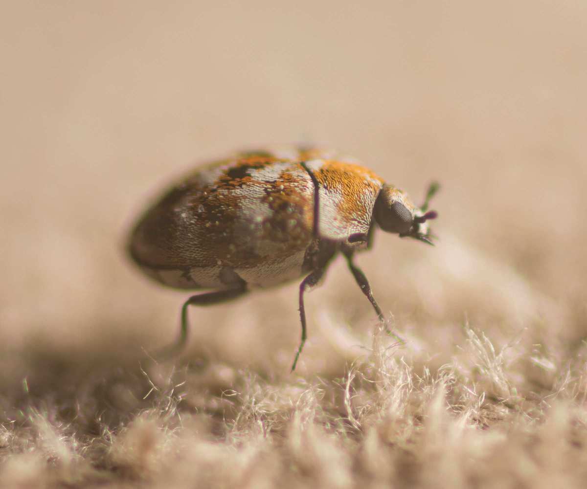 Carpet beetle