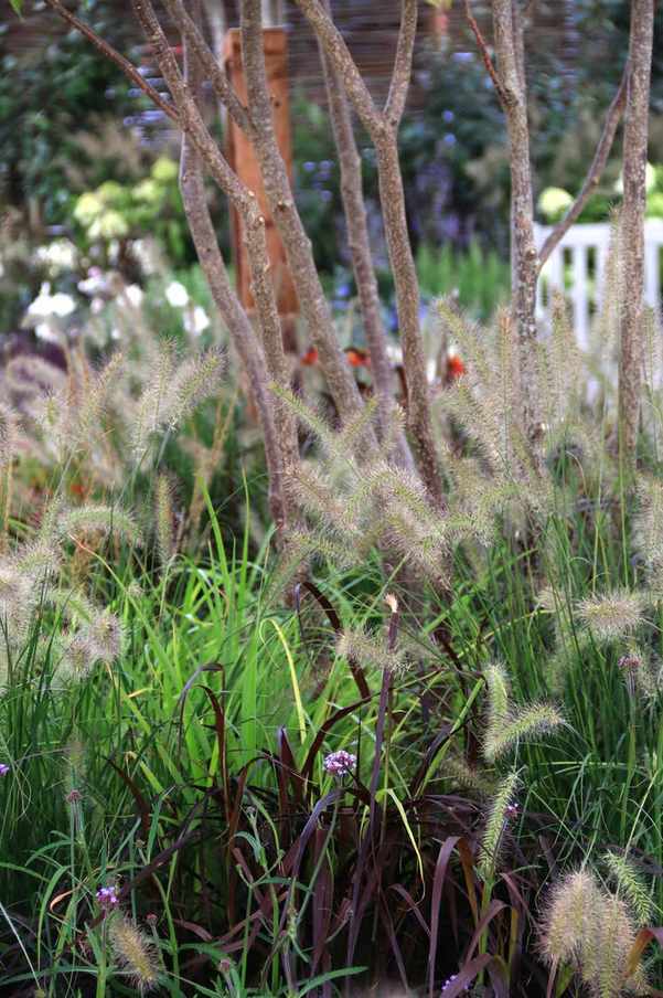 woodland garden