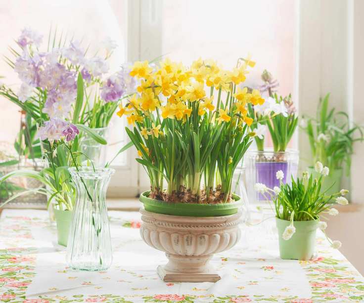 Various springtime flowers in pots and vases : yellow daffodils and purple hyacinths, on table at sunny window