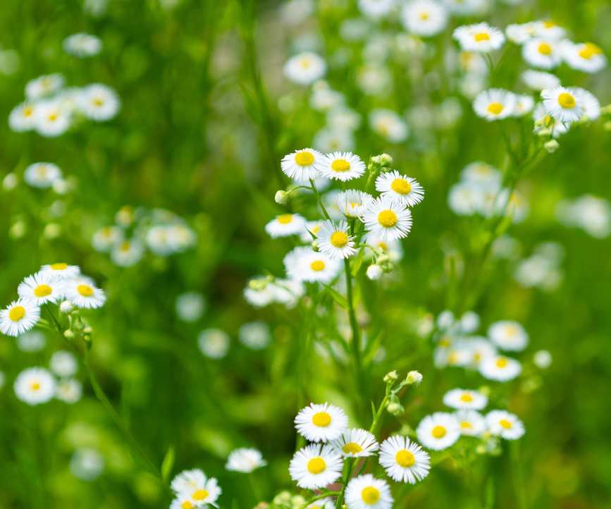Daisy Fleabane(Erigeron annuus)