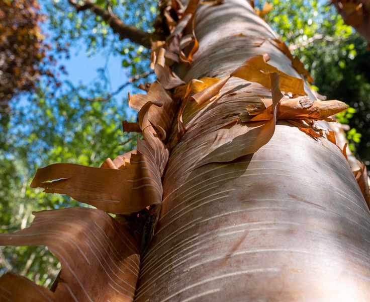 Chinese red barked birch also known as Betula albosinensis