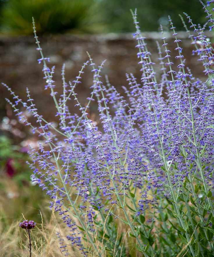 Blue/violet flowers and green foliage of Russian sage