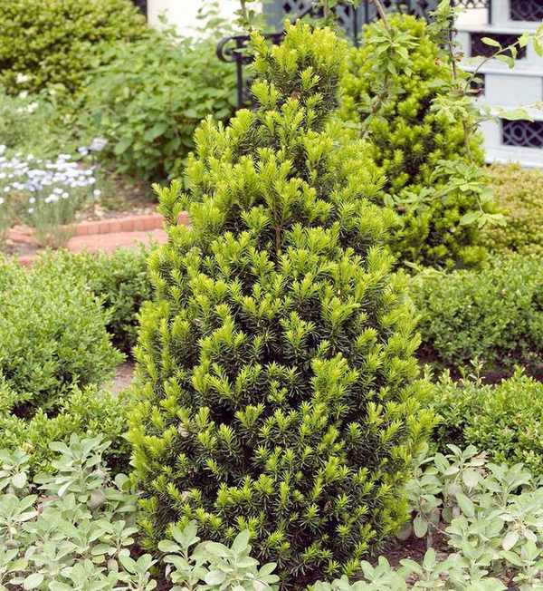 Taxus media 'Hicksii'