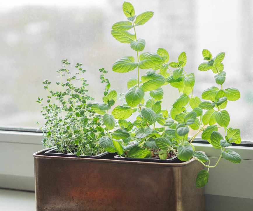 Mint and thyme growing indoors on a windowsill