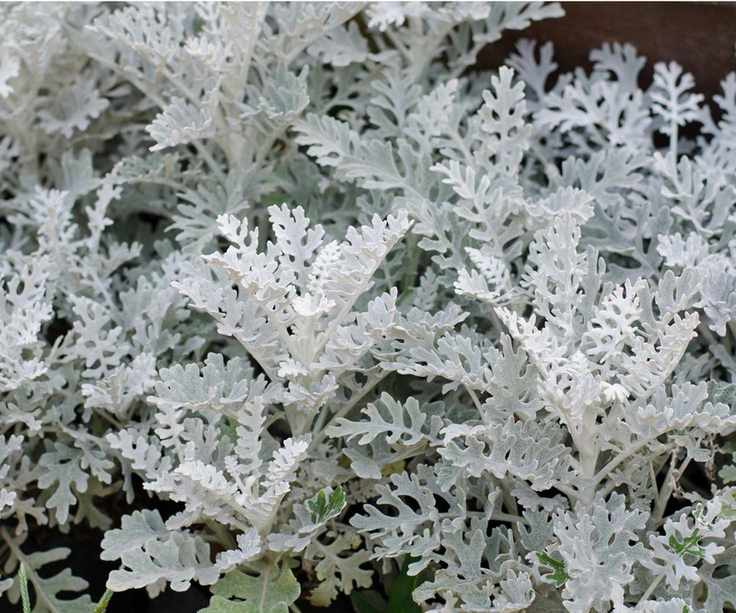 Dusty miller