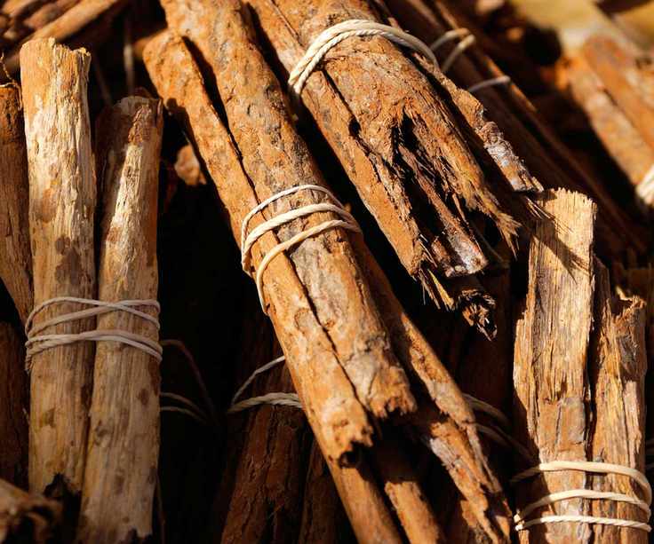 cinnamon sticks bundled together and photographed closely under beaming sunlight