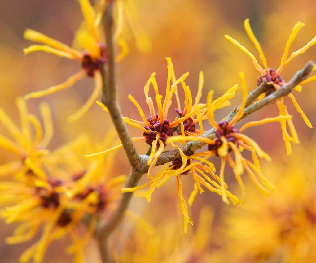 Witch-hazel Hamamelis x intermedia 'Harlow Carr'