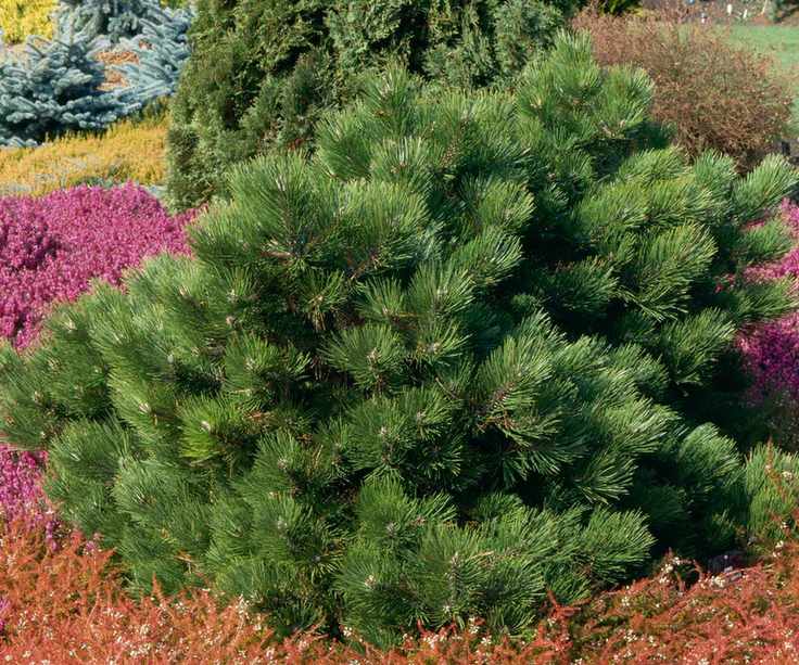 Pinus nigra - 'Hornibrookiana'