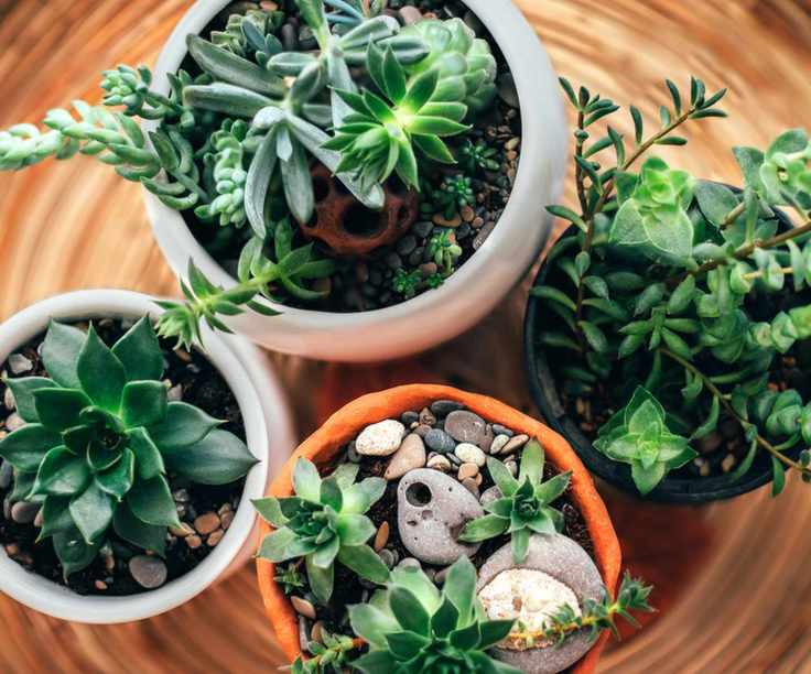 A range of succulents in pots