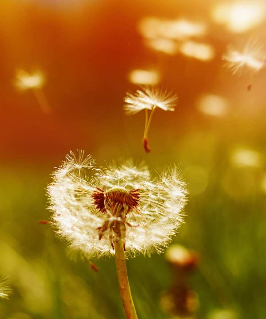 Dandelion seeds blowing in the wind