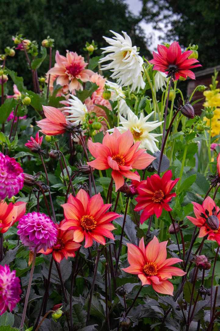 Dahlias including Dahlia Waltzing Matilda