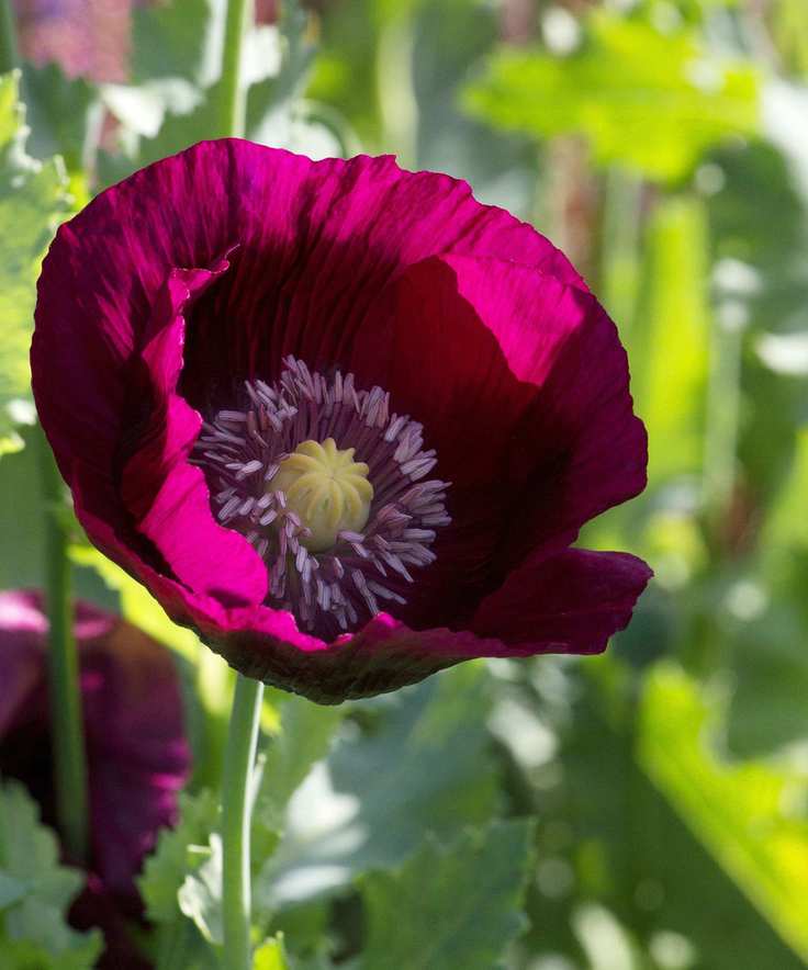 Papaver somniferum 'Lauren's Grape'
