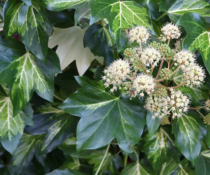 Fatshedera lizei &amp;lsquo;Annemieke&amp;rsquo; tree ivy