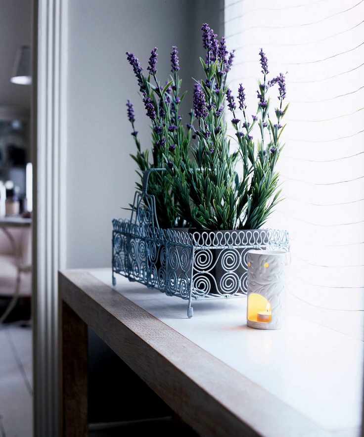 Flower display: arrangement, potted lavender in wire basket
