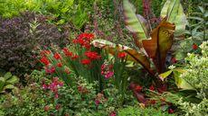 Red border, Large leaved Banana plant, red Crocosmia, Fuchsia, Lobelia Tupa and mixed shrubs.