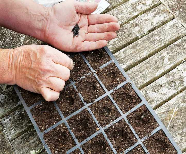how to grow kale: sowing kale seeds in modules