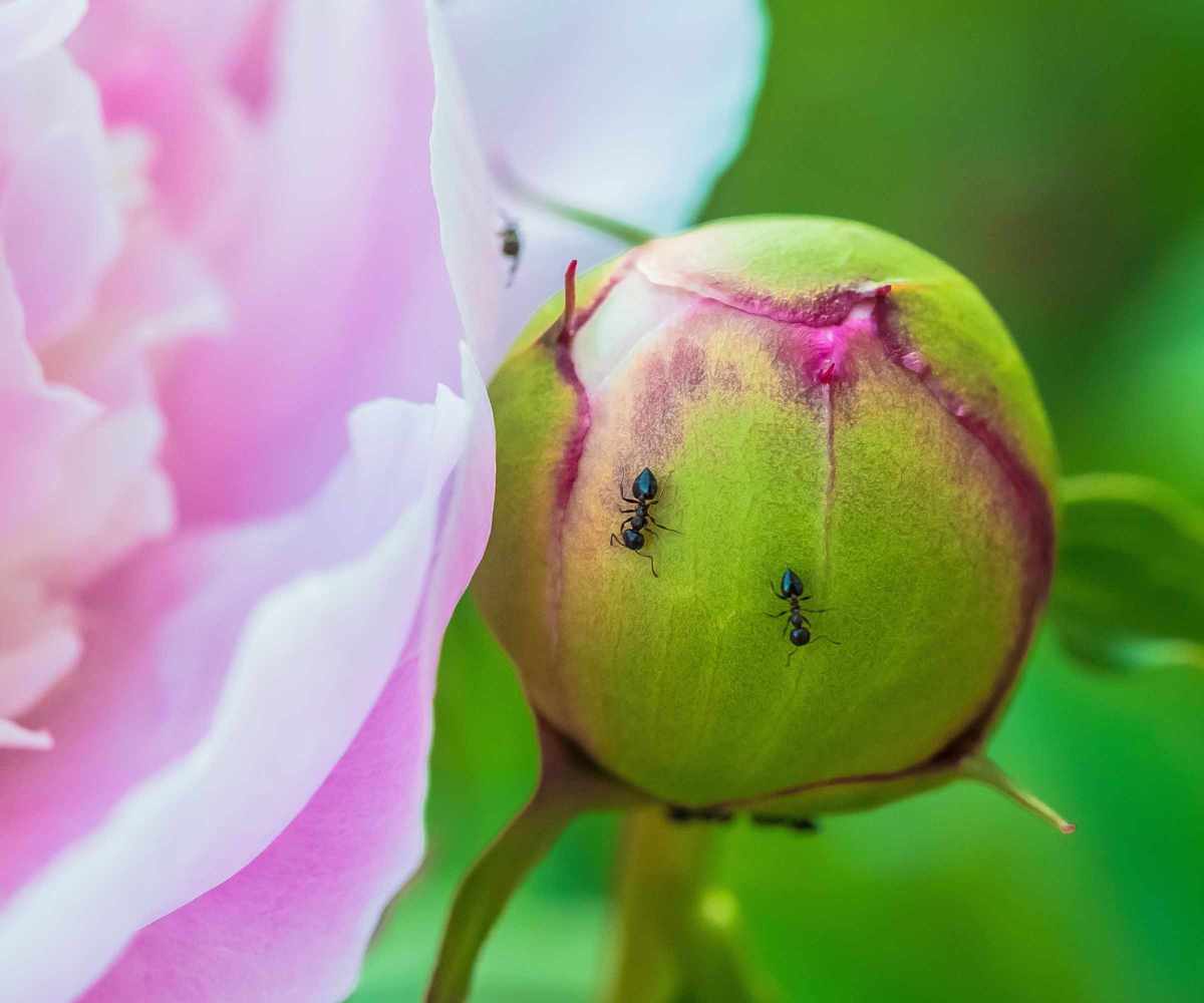 Peony bud with ants crawling