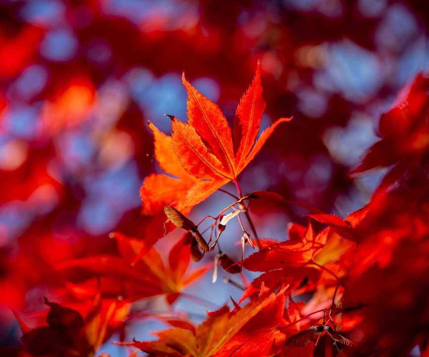 Japanese maple red leaves and seed pods