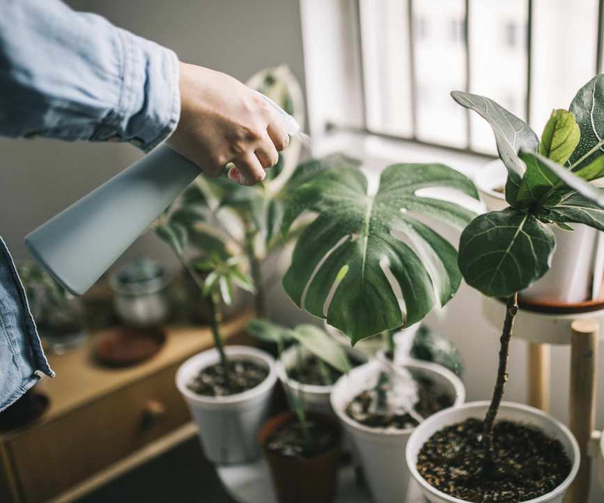 Spraying houseplants