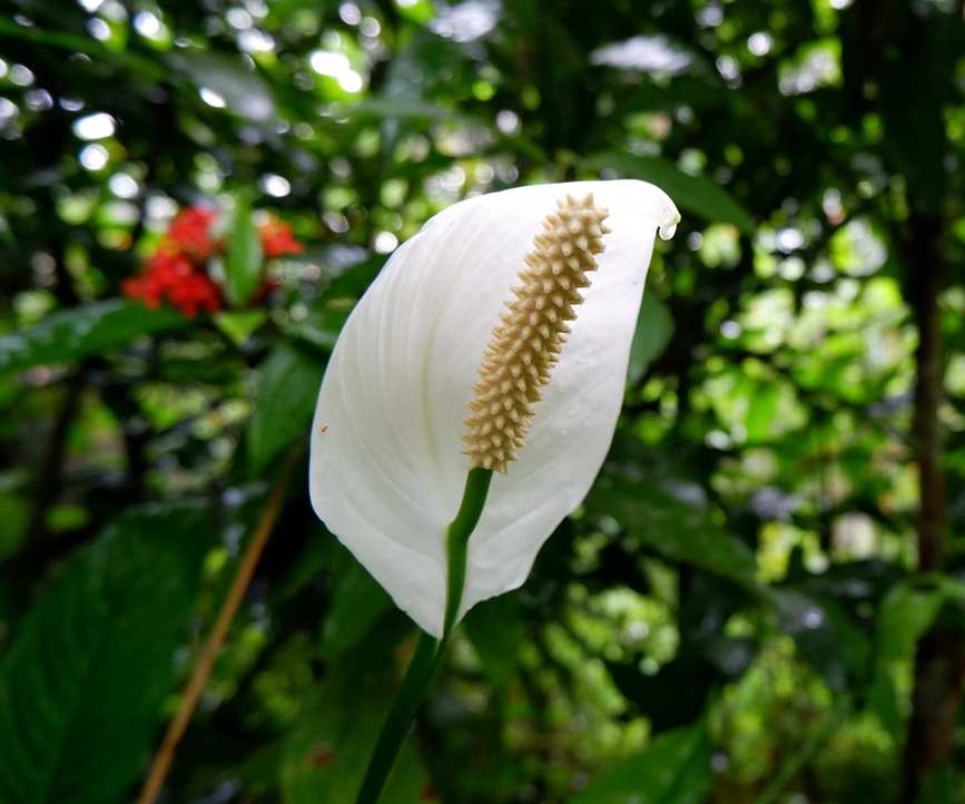 Peace lily outdoors