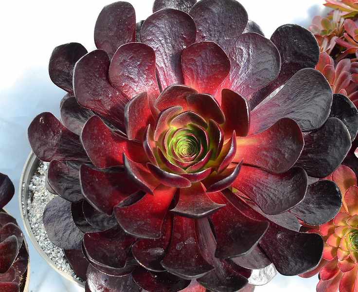 Surreal Semponium® Destiny Plantipp