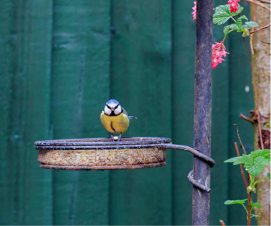 Bird feeder tray