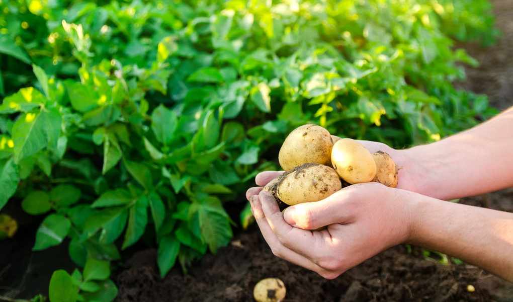 A gardener holds some freshly-harvested potatoes in front of a row of potato plants