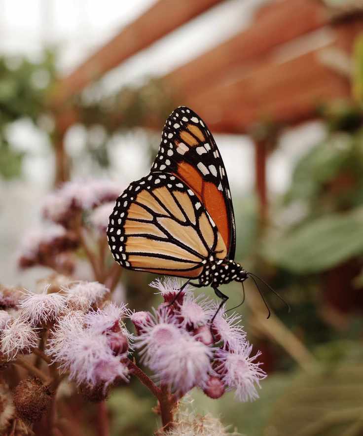 Orange and black butterfly landing on a purple flower