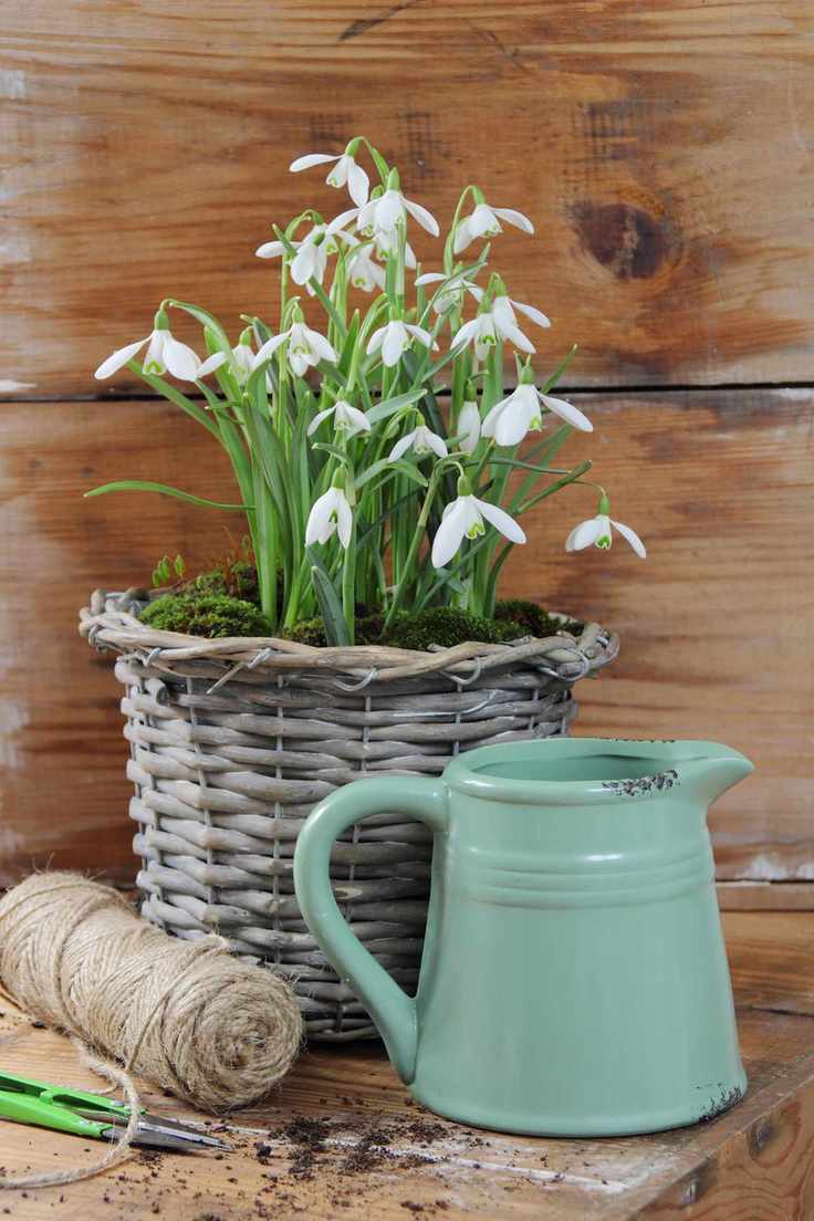 snowdrops forced and potted as winter houseplants