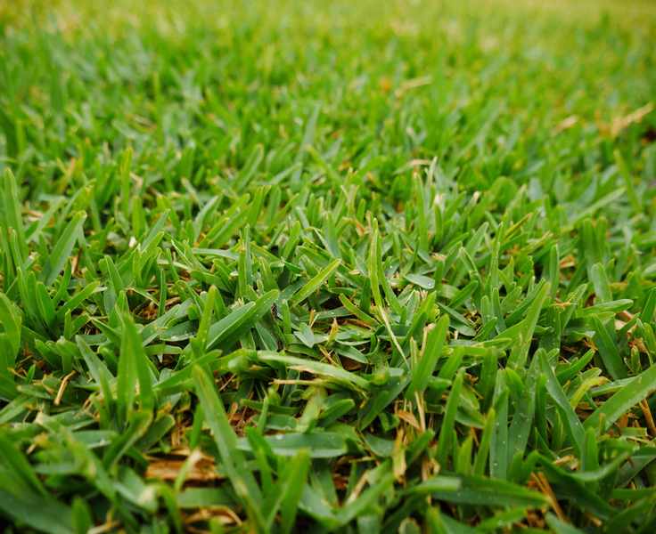 Buffalo grass