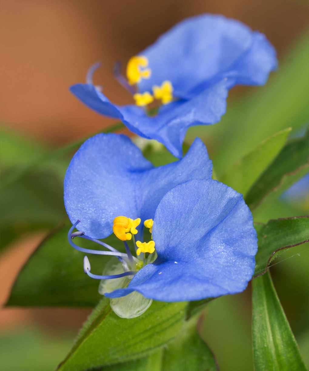 dayflower in bloom