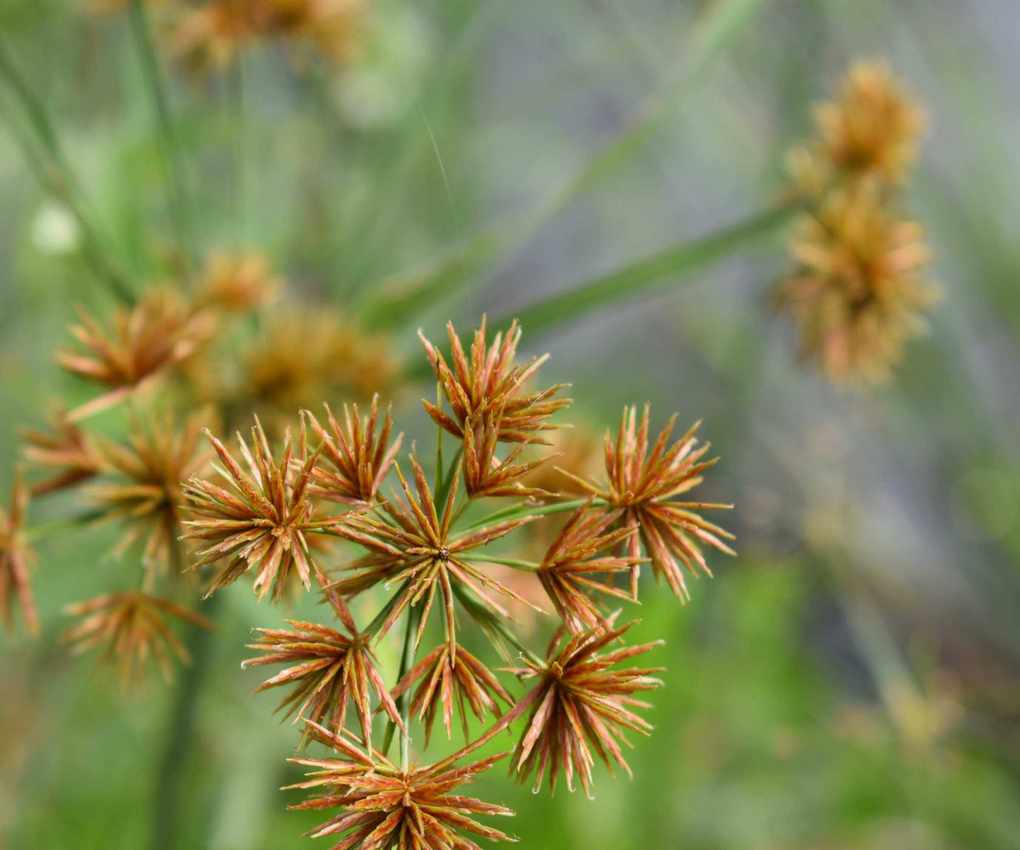 Nutgrass in a garden