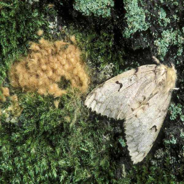 Gypsy moth. Female with egg mass,