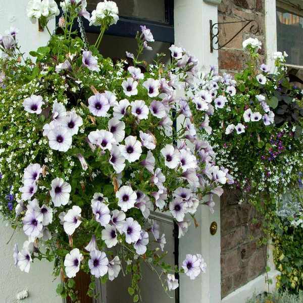 hanging basket with petunias by front door