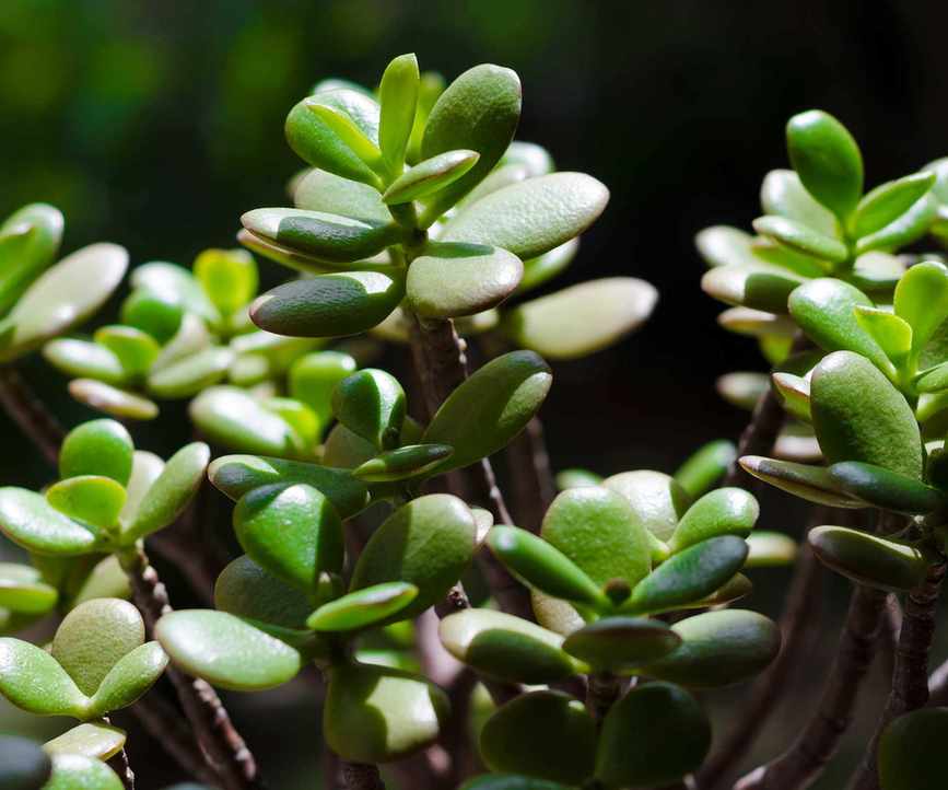 jade plant leaves