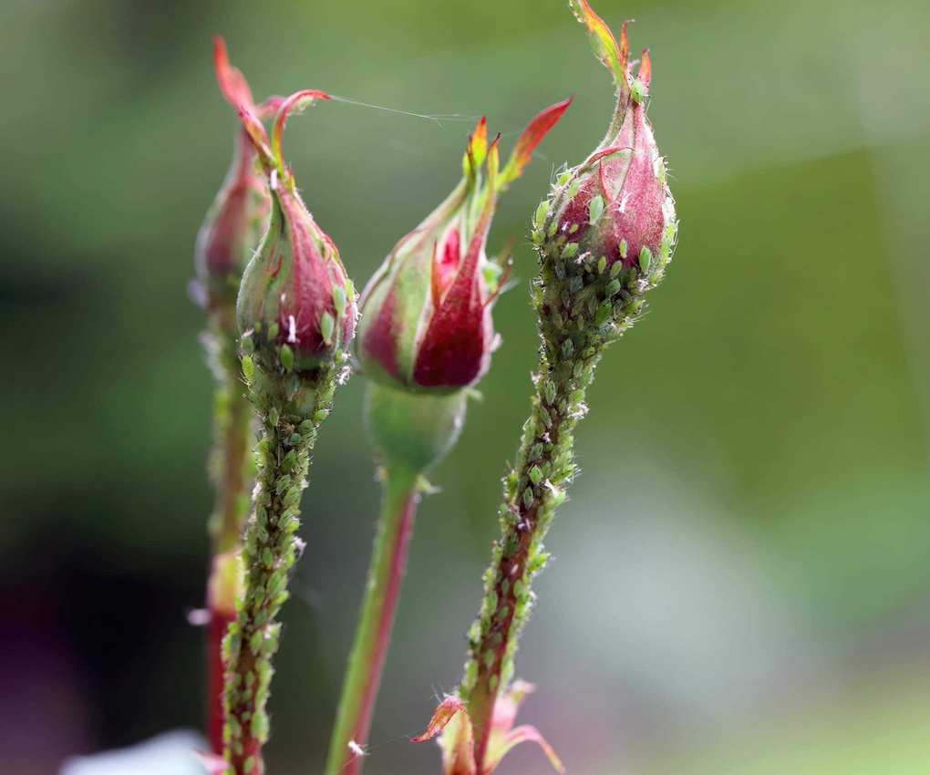 Roses, aphids, pest control