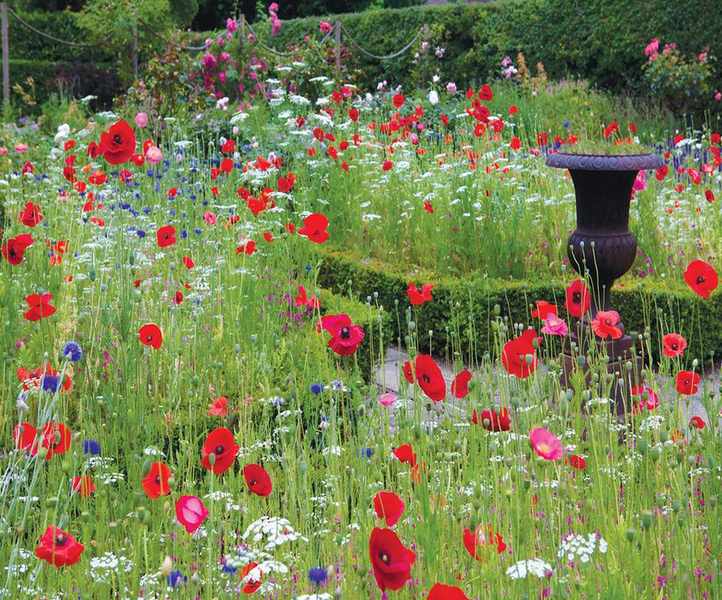 Cottage backyard ideas - wildflower meadow