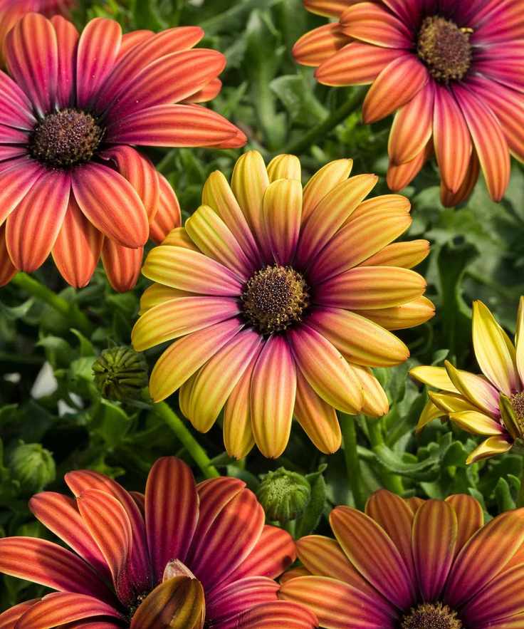 African daisy