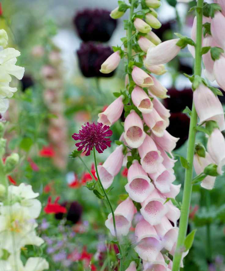 Pink foxglove flowers