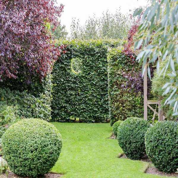 Small round topiary on a lawn in front of three large box hedges.