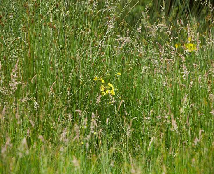 Tall Fescue